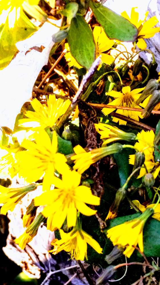 お出かけ先の画像 by TOTOROGAOさん | お出かけ先とヤクシソウと#お花好き✨と植物のある暮らしと森の Powerと野あざみと私に、出来る ささやかな 想いとおうちde菜園と自然と 共にと# スマホ写真と# 私の 好きな 花 ☆と大地✨地球上☆生命体と# 山野草とトトロの山野草✨八ヶ岳とcan doと大きな 木と空へと とどけとエールとガーデニングと素敵な仲間たちと花のある暮らしと#写真好き
