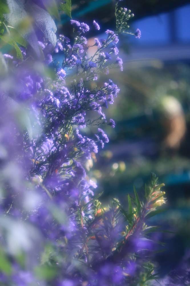 お出かけ先の画像 by ロベカル3さん | お出かけ先と花のある風景と花の庭とお花畑 と紫の花と北川村モネの庭マルモッタン