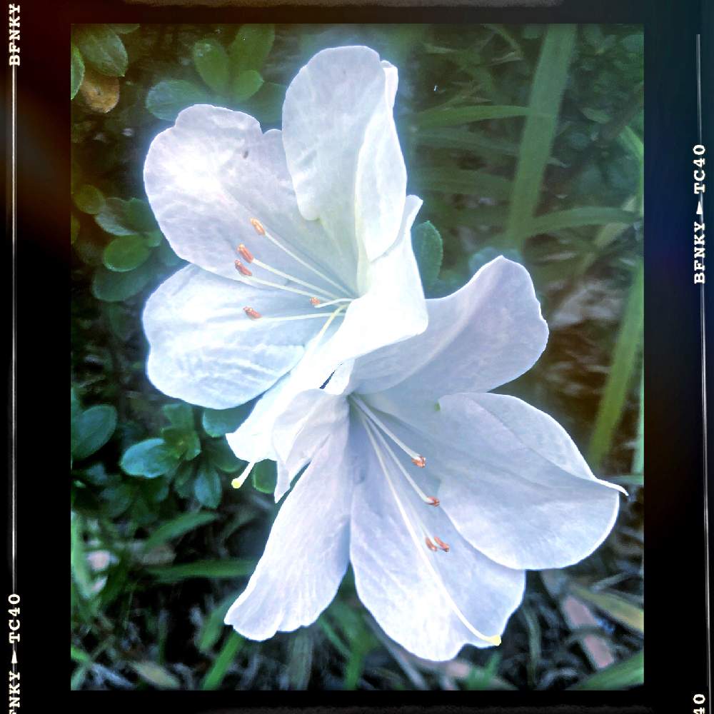 お出かけ先の画像 by Kazyanさん | お出かけ先とサツキの花とCarpe Diem! 和堂と狂い咲きのサツキ 和堂と詠歌シリーズ 和堂とツツジの花シリーズ 和堂