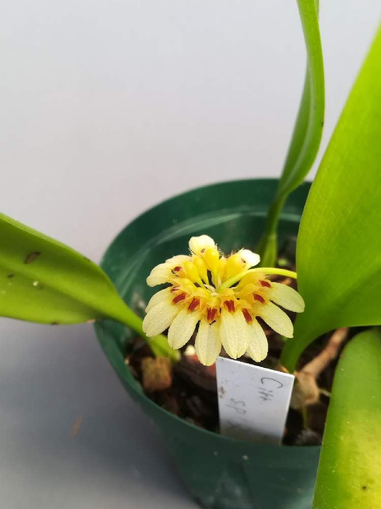 部屋の画像 by 阿南田零さん | 部屋とBulbophyllum corolliferumとバルボフィラム コロリフェルムと着生植物と洋蘭と着生ランとラン科とorchidとマメヅタラン属とシルホペタルム属とおうち園芸と黄色い花と洋蘭広め隊とCirrhopetalumとオーキッドと洋ランとらんとガーデニングと花のある暮らしと洋蘭原種とBulbophyllum属とバルボフィラム属と洋らん