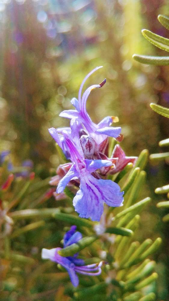 お出かけ先の画像 by *TOTOROGAO*2ndさん | お出かけ先とローズマリーと#お花好き✨と植物のある暮らしと森の Powerと野あざみと私に、出来る ささやかな 想いと自然と 共にと# スマホ写真と# 私の 好きな 花 ☆と大地✨地球上☆生命体と# 山野草とトトロの山野草✨八ヶ岳とcan doと大きな 木と空へと とどけとエールとガーデニングと素敵な仲間たちと花のある暮らしと散歩で見つけた素敵✨と#写真好き