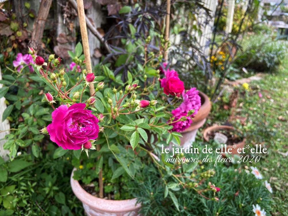 広い庭の画像 by elle*et*elleさん | 広い庭とミニバラ スイート・チャリオットと好きな花とばら バラ 薔薇と庭に咲く花と花のある風景と薔薇好きと自己流ガーデニングと咲いてくれてありがとう❤と手作りの庭とおうち園芸とガーデニングと花のある暮らしと薔薇♪と緑のある風景とロザリアンとバラを楽しむと薔薇大好きと赤いバラとばらに魅せられて