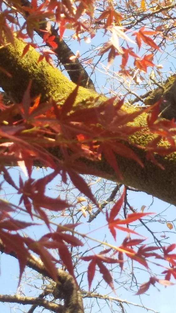 お出かけ先の画像 by *TOTOROGAO*2ndさん | お出かけ先とさくらの木 紅葉ともみじの 紅葉 秋と#お花好き✨と植物のある暮らしと森の Powerと野あざみと私に、出来る ささやかな 想いと自然と 共にと# スマホ写真と# 私の 好きな 花 ☆と大地✨地球上☆生命体と# 山野草とトトロの山野草✨八ヶ岳とcan doと大きな 木と空へと とどけとエールとガーデニングと素敵な仲間たちと花のある暮らしと散歩で見つけた素敵✨と#写真好き