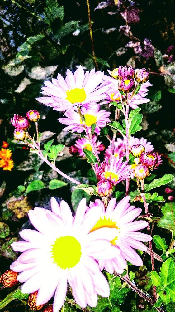 広い庭の画像 by *TOTOROGAO*2ndさん | 広い庭と菊✨キクと#お花好き✨と植物のある暮らしと森の Powerと野あざみと私に、出来る ささやかな 想いと自然と 共にと# スマホ写真と# 私の 好きな 花 ☆と大地✨地球上☆生命体と# 山野草とトトロの山野草✨八ヶ岳とcan doと大きな 木と空へと とどけとエールとガーデニングと素敵な仲間たちと花のある暮らしと庭からの 花便りと#写真好き