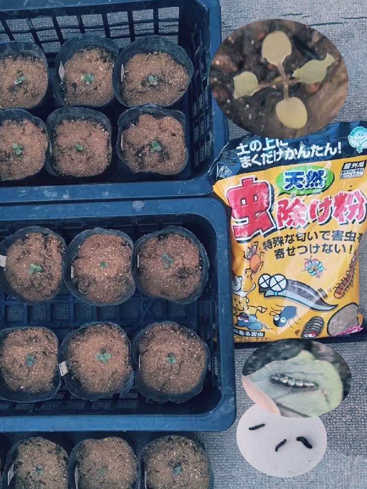 バルコニー/ベランダの画像 by Tomさん | バルコニー/ベランダとビオラと種からビオラとたねからの幸せと害虫対策とむしに食べられたとタネからと種からと害虫被害とニーム効く?と害虫防除と種から育てる!と秋を楽しむと園芸の季節到来とビオラの種まきと種まきビオラ