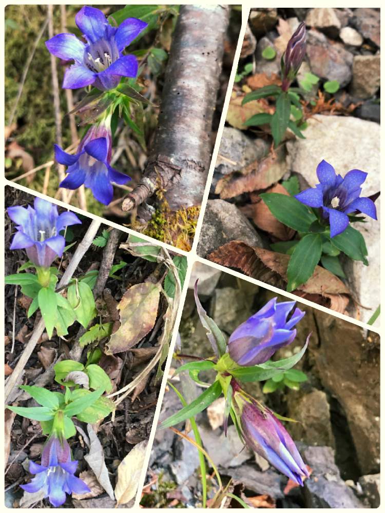 お出かけ先の画像 by ふくさん | お出かけ先とリンドウと山野草とおくしずとしぞーか勢と里山歩きと山歩きと植物探しウォーキング&ラン