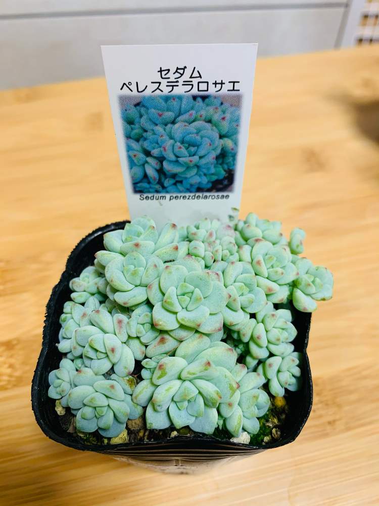 バルコニー/ベランダの画像 by はんぺんさん | バルコニー/ベランダとペレスデラロサエと多肉植物とセダム属と多肉女子とおうち園芸とセダム・ペレスデラロサエ