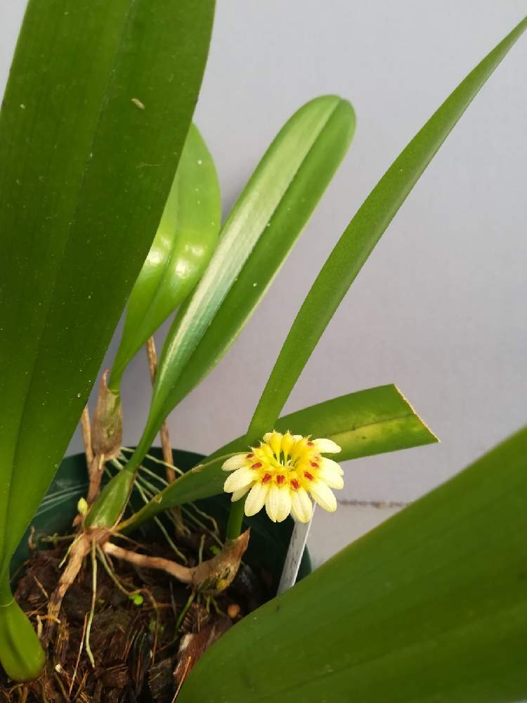 部屋の画像 by 阿南田零さん | 部屋とBulbophyllum corolliferumとバルボフィラム コロリフェルムと着生植物と洋蘭と着生ランとラン科とorchidとマメヅタラン属とシルホペタルム属とおうち園芸と黄色い花と洋蘭広め隊とCirrhopetalumとオーキッドと洋ランとらんとガーデニングと花のある暮らしと洋蘭原種とBulbophyllum属とバルボフィラム属と洋らん