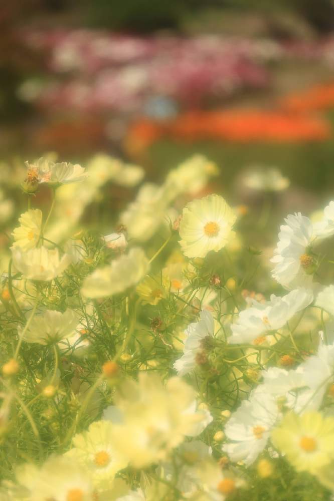 お出かけ先の画像 by ロベカル3さん | お出かけ先とコスモスとマリーゴールドと花のある風景とお花畑 と黄色の花と国営讃岐まんのう公園と秋の風景と白い花