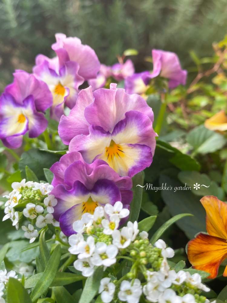 玄関の画像 by まゆっけさん | 玄関とアリッサムとビオラ・ヌーベルヴァーグとムラサキの花と季節の寄せ植え2020とおうち園芸と暮らしに花をとビタミン Fと日々の生活を丁寧に…と花のある暮らしと春までよろしくねと花が好き