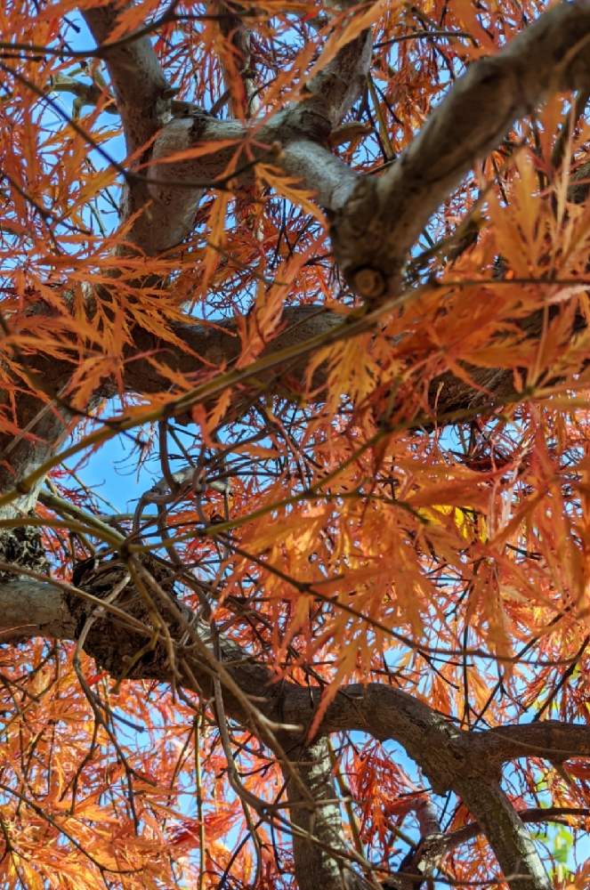 小さな庭の画像 by 花音さん | 小さな庭と糸紅葉(イトモミジ)とぼちぼちと…と紅葉(こうよう)と癒されるとしだれもみじと我が家の紅葉と小さな秋と小さな幸せと繋がりに感謝✨ともみじ紅葉