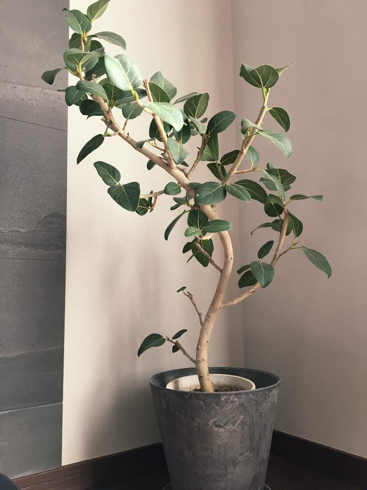 部屋の画像 by hanaさん | 部屋とフィカス ベンガレンシスと観葉植物と植物の生命力と癒されたいと日々の暮らしの中の幸せと緑のある暮らし
