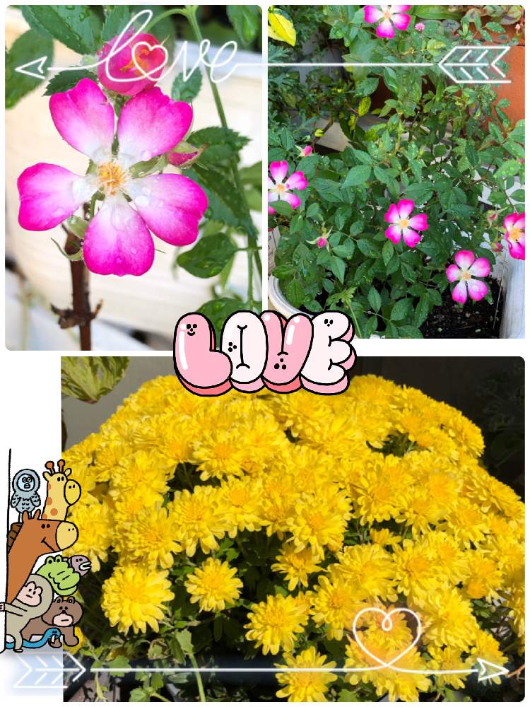 小さな庭の画像 by かず2669さん | 小さな庭とお花だい好きとおうち園芸と花のある暮らしとチーム福岡ともう直ぐクリスマス