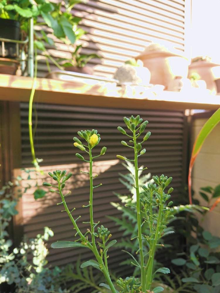 の画像 by TAYA's lab.さん | スティックセニョールと✨スティックセニョール✨とプランター菜園と花の蕾と野菜の蕾と家庭菜園とおうちde菜園とスーパーでは見かけない野菜と黄色のお花とおしゃれ野菜とベランダ菜園とアブラナ科とオーガニックと銀葉種と無農薬栽培と種をとると地中海原産