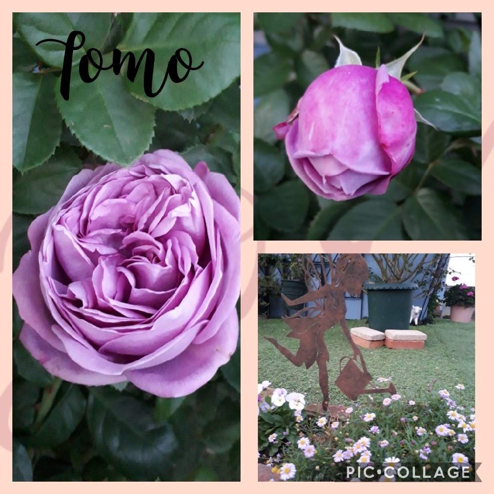 アプローチの画像 by Tomoさん | アプローチと薔薇 カインダーブルーとロザリアン見習いとおうち園芸と植中毒と雑貨好き♡と憧れの薔薇とDIYと花のある暮らしとバラ薔薇ばらら~❤️といいね♥ありがとうございます✨とチーム福岡