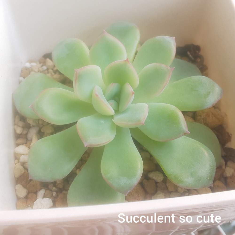 エントランスの画像 by Succulent so cute ♥さん | エントランスとMilosとミロスと秋の多肉ちゃんとチーム大阪とno green no lifeとお気に入り~✴️とエケベリア属とスマホ撮影加工なしとsucculent so cute ♥️とチームグリーンとgreenとSucculent Lifeとenjoy botanical life ♥️とcute ♥️ エケとso cute garden ♥️とGS萌え~✴️と多肉コレクション♥と葉っぱlove♥とsucculentとsucculent love ♥とcute ♥️ ミロス