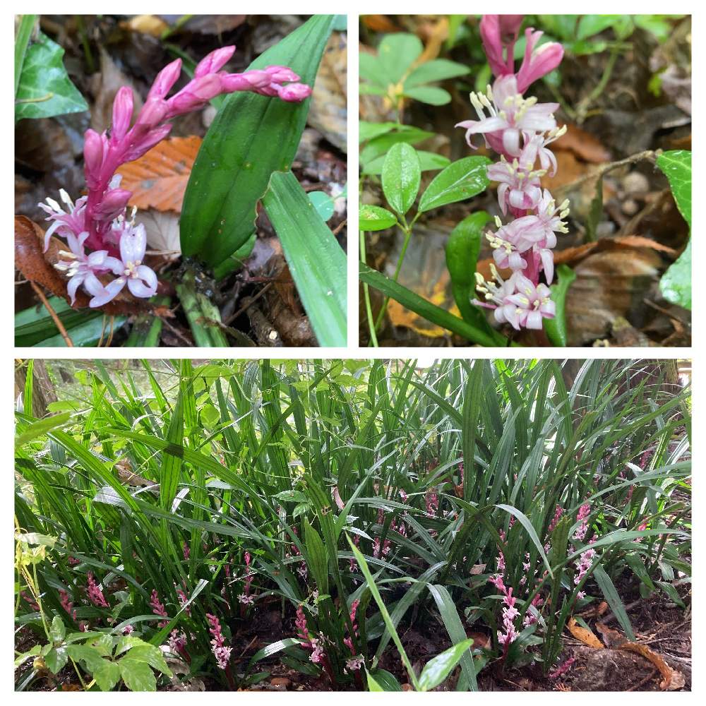 お出かけ先の画像 by ゆりりんさん | お出かけ先とキチジョウソウと花散歩と野山の植物と狭山丘陵と野山北公園