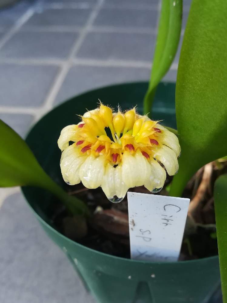 玄関の画像 by 阿南田零さん | 玄関とBulbophyllum corolliferumとバルボフィラム コロリフェルムと着生植物と洋蘭と着生ランとラン科とorchidとマメヅタラン属とシルホペタルム属とおうち園芸と黄色い花と洋蘭広め隊とCirrhopetalumとオーキッドと洋ランとらんとガーデニングと花のある暮らしと洋蘭原種とBulbophyllum属とバルボフィラム属と洋らん