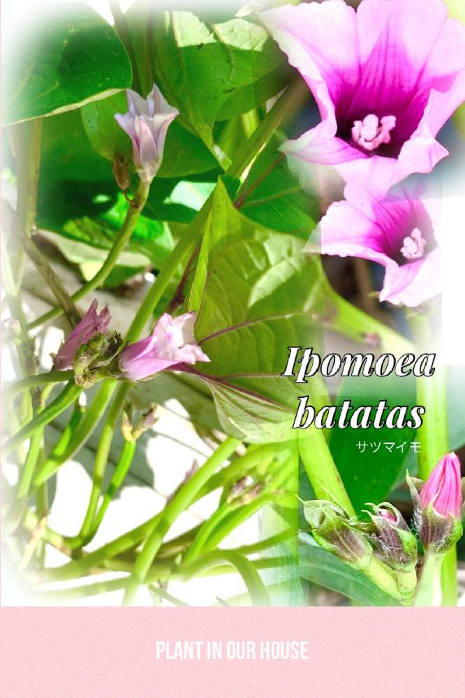 畑の画像 by kane flowerさん | 畑とサツマイモとサツマイモの花と無農薬無肥料野菜と家庭菜園と埼玉県と自家製野菜と無農薬有機栽培と無農薬 無化学肥料栽培とK.F家庭菜園と2021 K.F 家庭菜園