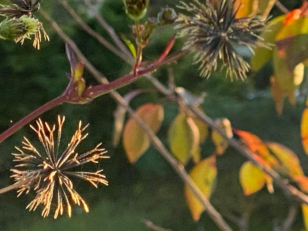 お出かけ先の画像 by チャーさん | お出かけ先とコセンダングサと野の花とチャーさんのリポートと山野草とチャーさんの 里山歩きと紅葉(こうよう)と秋の野の花と里の秋と自然観察と小さな秋