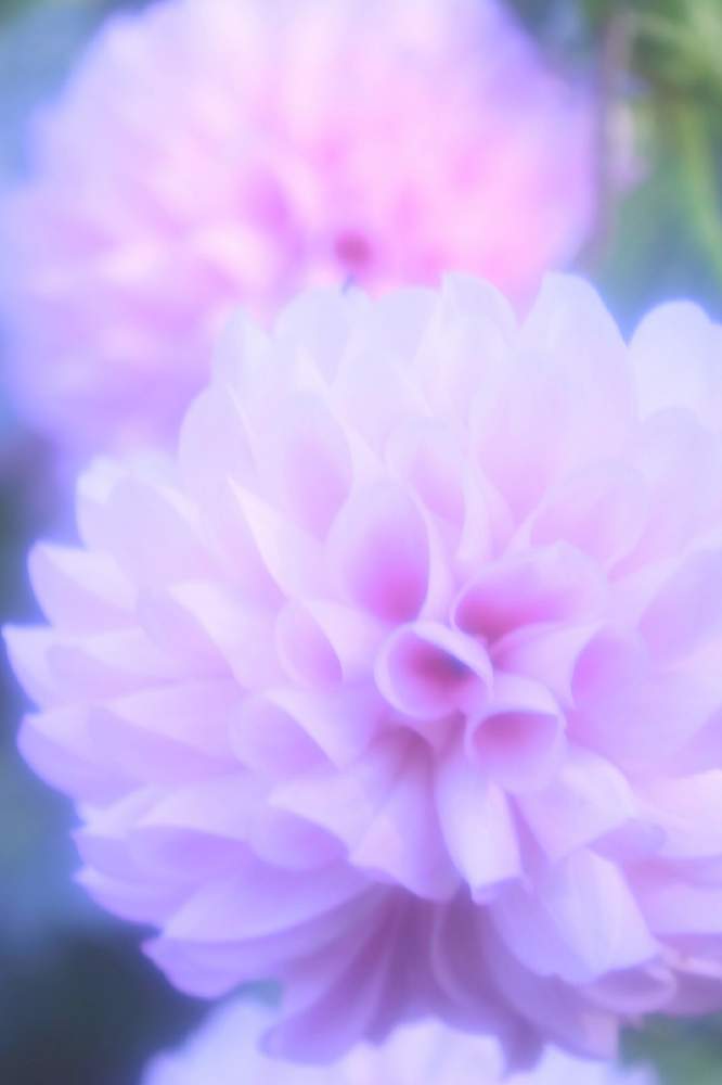 お出かけ先の画像 by ロベカル3さん | お出かけ先とダリアとお花畑 とうっとりと印象的と北川村モネの庭マルモッタンとピンクの花とまん丸