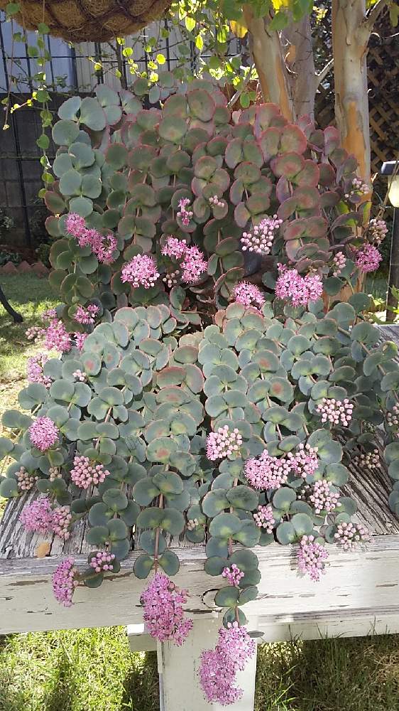 小さな庭の画像 by cookさん | 小さな庭と多肉植物とにっくきコガネムシ‼️と秋だね〜とおうち園芸と薔薇大好き♡と芝生の庭とミセバヤ♡と挿し芽好き❤️と葉っぱlove♥