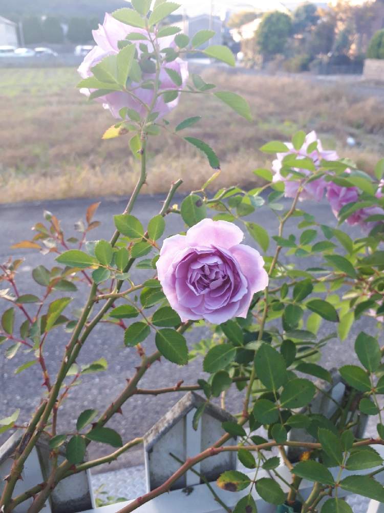 アプローチの画像 by Tomoさん | アプローチとロザリアン見習いと水曜ローズショーと薔薇レイニーブルーとおうち園芸と植中毒と雑貨好き♡と憧れの薔薇とDIYと花のある暮らしとバラ薔薇ばらら~❤️といいね♥ありがとうございます✨とチーム福岡