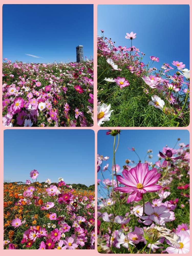 お出かけ先の画像 by aki~nakさん | お出かけ先とHTCとWEEKEND FLOWERと秋のお花とガーデンパークとしぞーか勢と今日の一枚と妄想倶楽部とこすもすと有難う♥と花の16年組♡とラジオ体操倶楽部と色加工無し