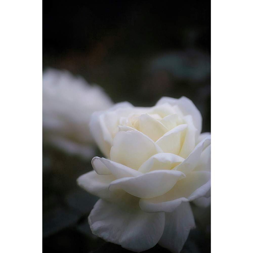 の画像 by nesoさん | ロイヤルプリンセスとnesoの薔薇と与野公園とローカルカメラマンかな?!(笑)と水曜ローズショーとFoveon