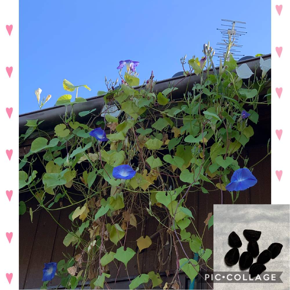 の画像 by くわまささん | 西洋朝顔と癒されてとお花に感謝とチーム愛知と我が家