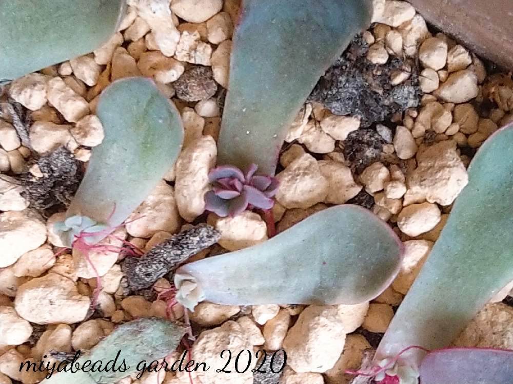 エントランスの画像 by みやさん | エントランスとクリスマスイブの発芽と多肉植物と葉挿しと初心者の多肉植物と多肉の管理