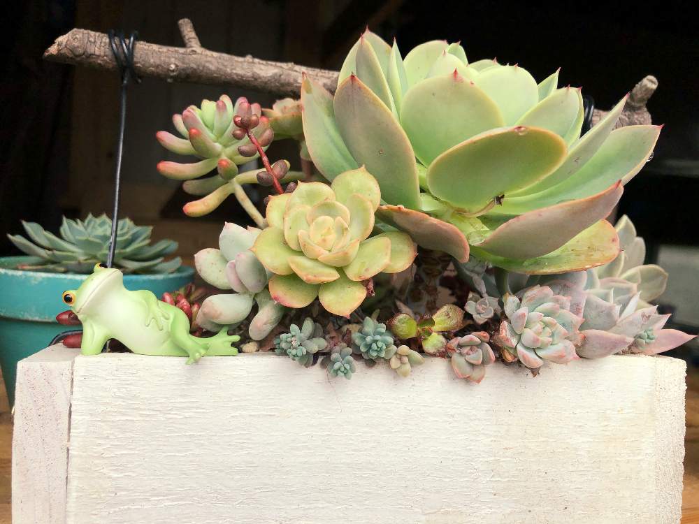 小さな庭の画像 by はるなりさん | 小さな庭と多肉植物と6日はカエルの日ときれいとおうち園芸とピンクと多肉女子とむっちりとかわいいと多肉植物の紅葉とたにおたくらぶとたにおたくらぶNo.97 ❁とワクワク♡と乙女心☆とエケベリア ピーチプリデ とムッチリぷくぷくの日