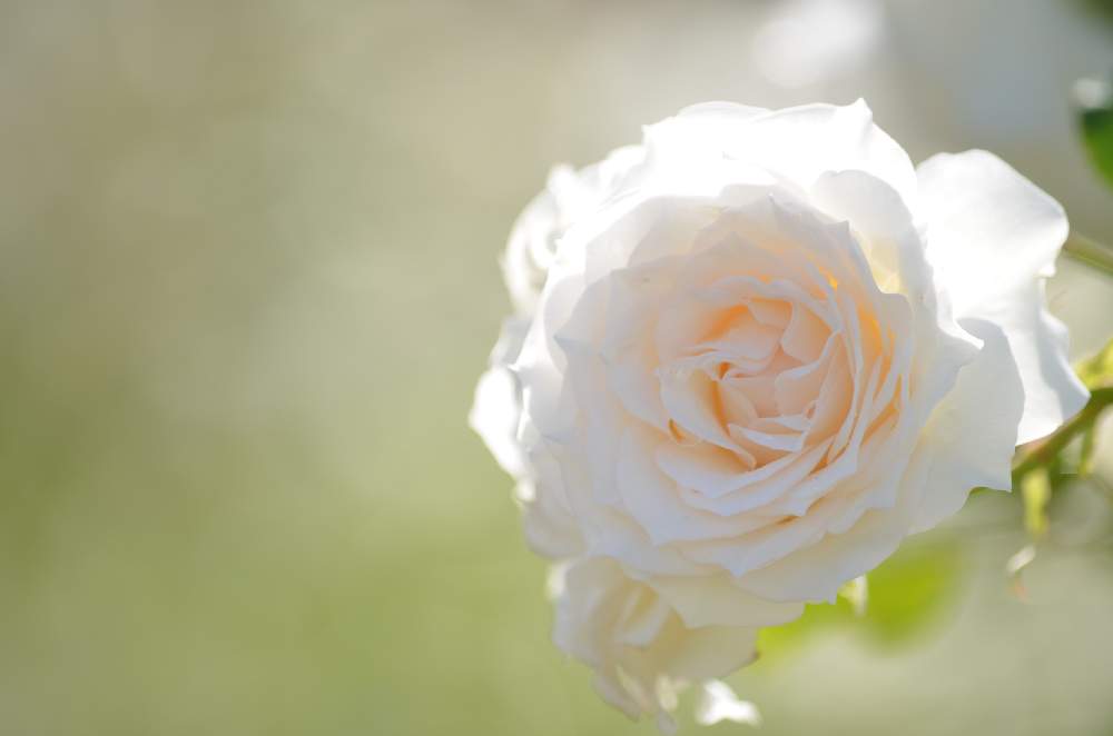お出かけ先の画像 by 嶌縞(シマシマ)さん | お出かけ先とバラと一眼レフとばら バラ 薔薇と花のある風景と癒しの花たち
