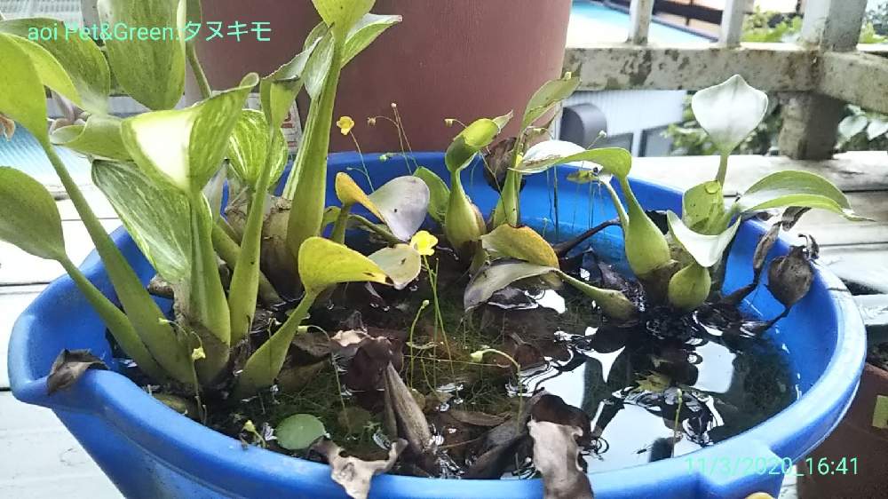 バルコニー/ベランダの画像 by あおい32さん | バルコニー/ベランダとタヌキモとホテイアオイ 斑入りと千葉県と食虫植物と水生植物と斑入り。と斑入り愛好家とフイラー