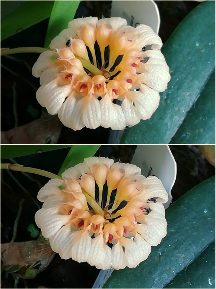 部屋の画像 by 阿南田零さん | 部屋とBulbophyllum corolliferumとバルボフィラム コロリフェルムと着生植物と洋蘭と着生ランとラン科とorchidとマメヅタラン属とシルホペタルム属とおうち園芸と黄色い花と洋蘭広め隊とCirrhopetalumとオーキッドと洋ランとらんとガーデニングと花のある暮らしと洋蘭原種とBulbophyllum属とバルボフィラム属と洋らん
