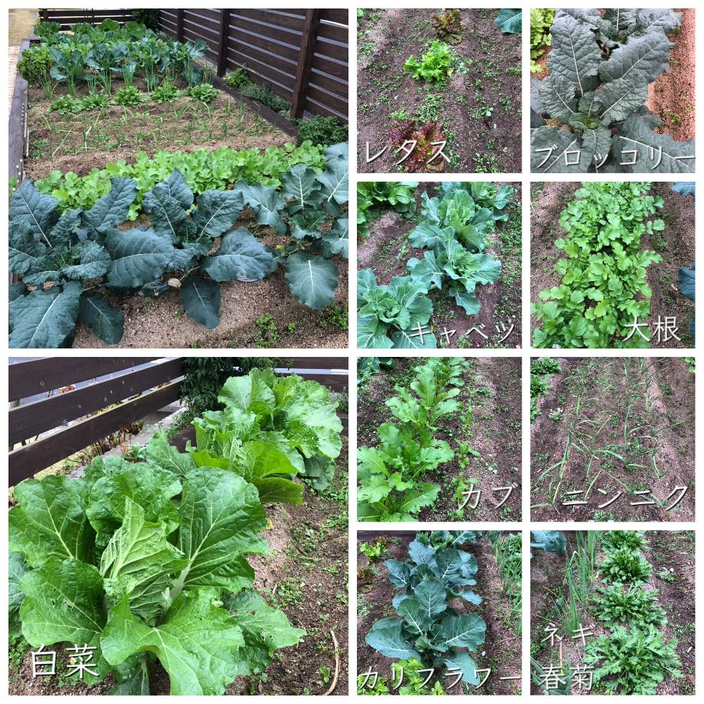 畑の画像 by はちさん | 畑と家庭菜園とおうちde菜園とおうち園芸とみどりのあるくらしと無農薬と家庭菜園奮闘日記