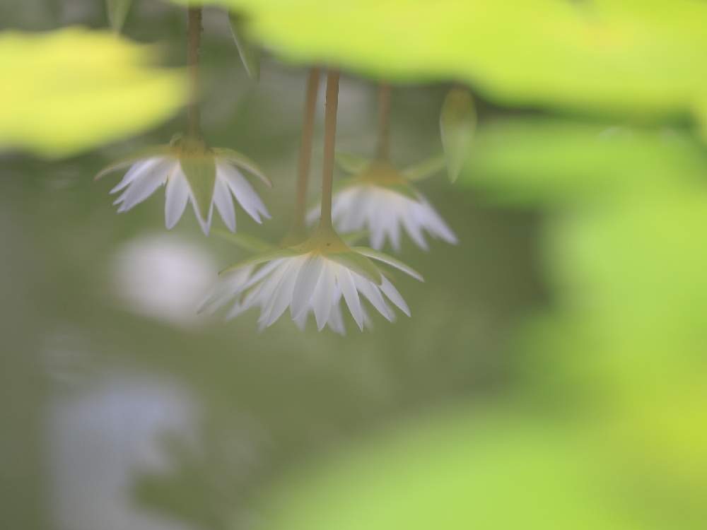 の画像 by takosyaさん | スイレンと大船フラワーセンターとファインダー越しの私の世界とcanonとCanon EF100mm F2.8Lマクロ IS USMとリフレクションとI♡Kanagawaと一眼レフとSocial Distanceと水鏡とカメラ好き☆
