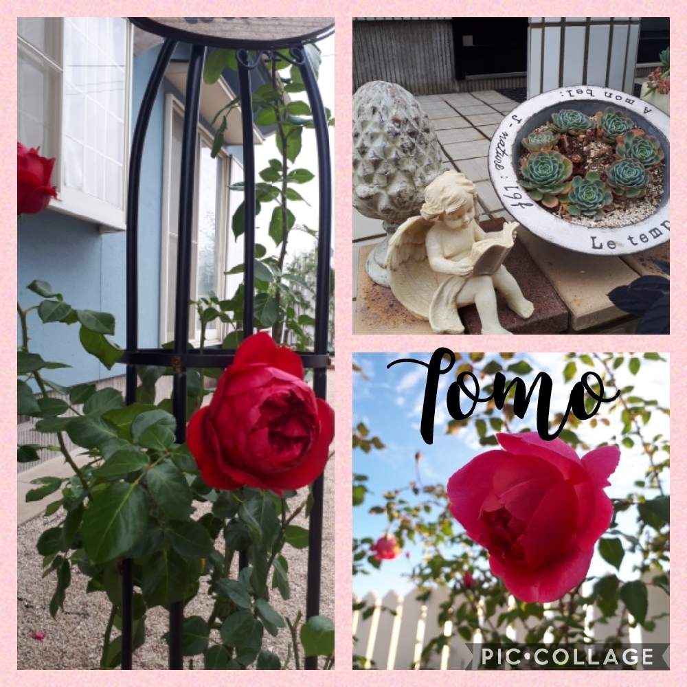 アプローチの画像 by Tomoさん | アプローチと薔薇ルージュピエールドゥロンサールと薔薇 パレードとおうち園芸と植中毒と雑貨好き♡と憧れの薔薇とDIYと花のある暮らしとバラ薔薇ばらら~❤️といいね♥ありがとうございます✨とチーム福岡