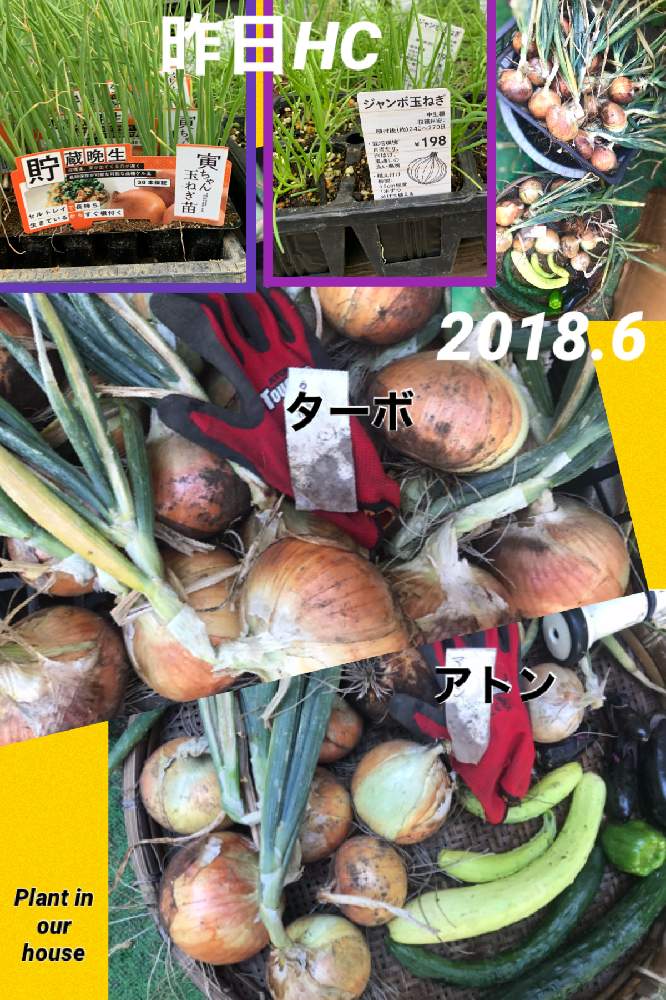畑の画像 by kane flowerさん | 畑とタマネギとシロキュウリとタマネギ ターボとタマネギ アトンと家庭菜園と2018 K.F家庭菜園とおうちde菜園と私畑と埼玉県と自家製野菜と無農薬有機栽培と無農薬 無化学肥料栽培とK.F家庭菜園