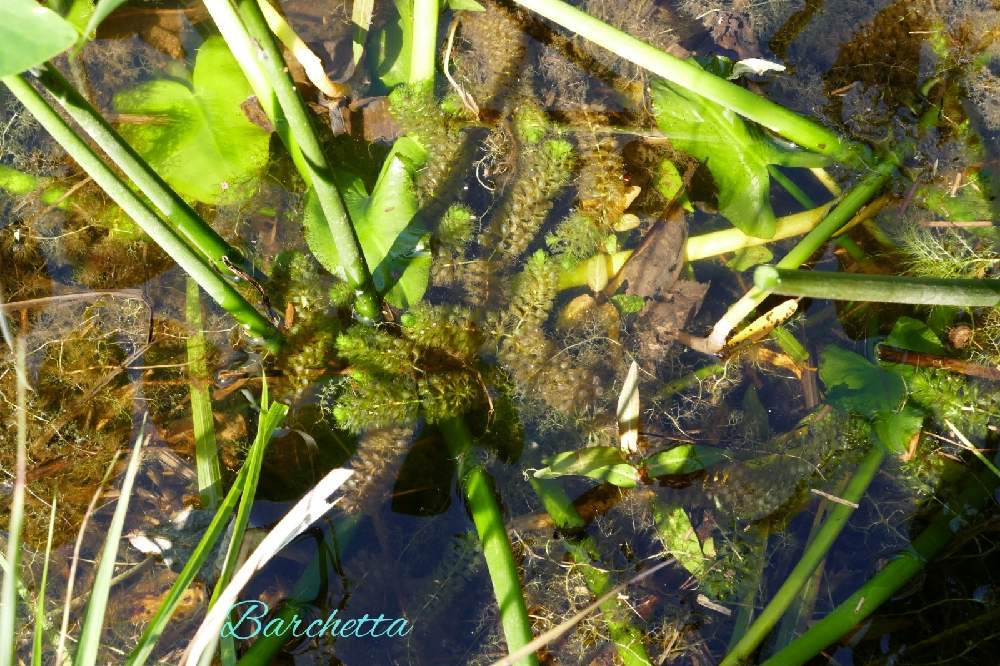 お出かけ先の画像 by barchettaさん | お出かけ先とムジナモと食虫植物と湿地と多年草と水生植物と絶滅危惧ⅠA類(CR)と在来種と水草と白い花と日本に自生する食虫植物