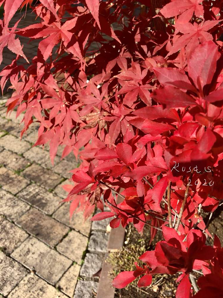 小さな庭の画像 by rosa sさん | 小さな庭とドウダンツツジとモミジと紅葉フォトコン2020とおうち園芸と紅葉(こうよう)と北海道でも越冬しますと花のある暮らしと北海道