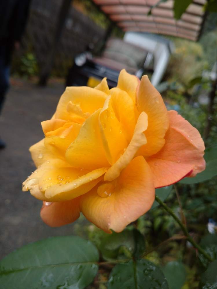 の画像 by ひよたろさん | 庭の花と薔薇ストロベリーアイス♪と薔薇好き♪