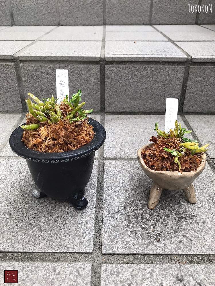 玄関の画像 by とろろんさん | 玄関と長生蘭 「金星冠」と古典園芸植物とセッコク 長生蘭と長生蘭記録 byとろろん