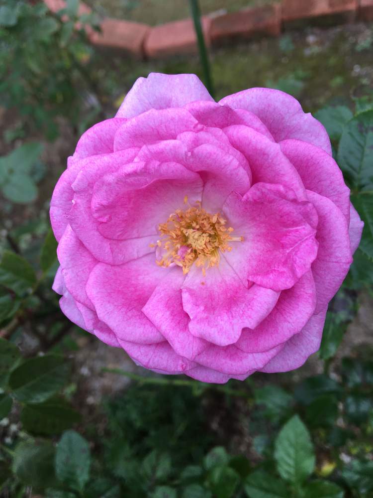 小さな庭の画像 by クサガメかめこさん | 小さな庭とばら バラ 薔薇とおうち園芸とエンチャンティットイブニング バラ