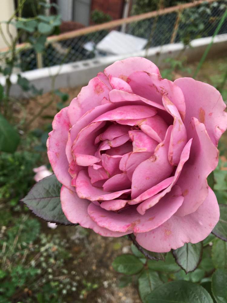 小さな庭の画像 by クサガメかめこさん | 小さな庭とばら バラ 薔薇とプラムパーフェクト バラとおうち園芸