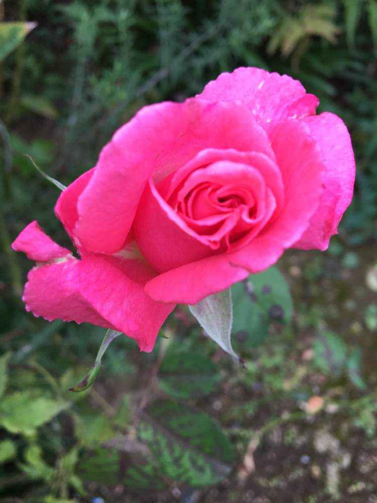 小さな庭の画像 by クサガメかめこさん | 小さな庭と芳純とばら バラ 薔薇とおうち園芸