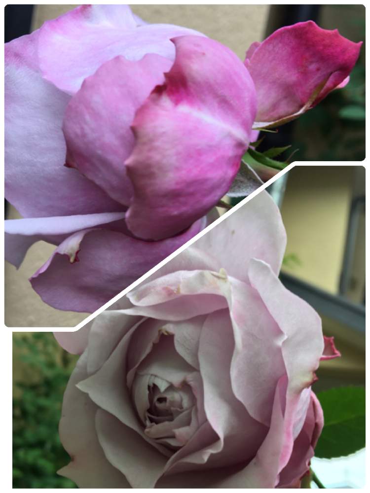 エントランスの画像 by クサガメかめこさん | エントランスと薔薇 ノヴァーリスとばら バラ 薔薇とおうち園芸