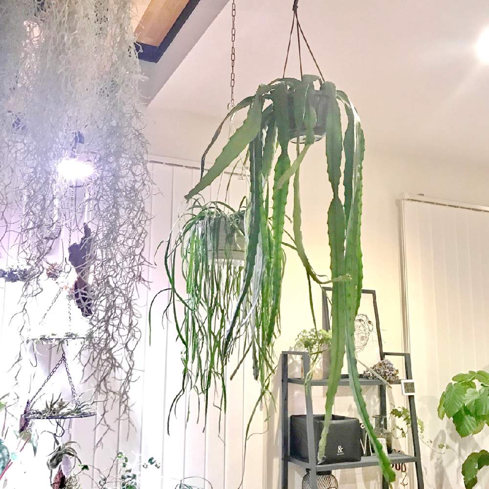 の画像 by m@yuさん | ディソカクタスとディソカクタス・アッケルマンニーとインドアグリーンとレア植物とNO GREEN NO LIFEと観葉植物とレア種とクジャクサボテン、と希少種とおうち園芸とねこと緑のある暮らしと植中毒と垂れる系好きと観葉植物のある暮らしと我が家の植物紹介と葉っぱフェチ