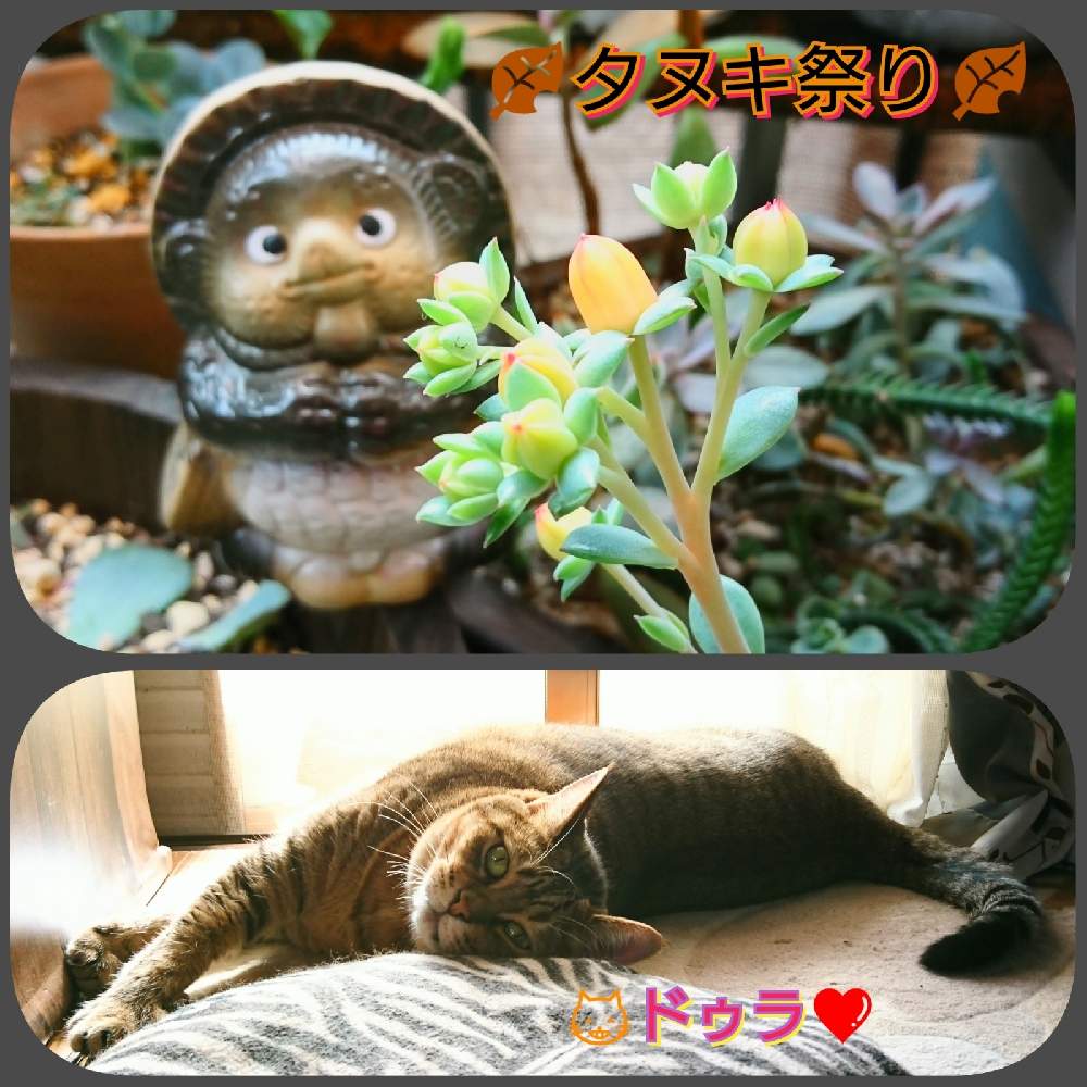 バルコニー/ベランダの画像 by のりっぺさん | バルコニー/ベランダとエケベリア 緑牡丹とおかかサン's多肉チャンたち♥️と素敵便♥️と今を乗切るぞ!ともぅ…秋ですゎ♥️とドゥラちゃんと多肉ちゃん初心者とタヌキ祭りと楽しい園芸o(^o^)oとバルコニスト