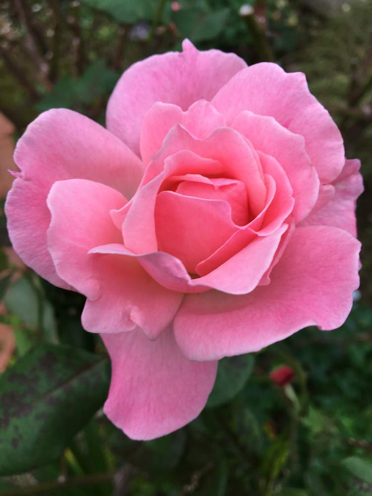 小さな庭の画像 by クサガメかめこさん | 小さな庭とばら バラ 薔薇とバラ・クイーンエリザベスとおうち園芸